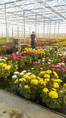 Jeune diplômé, souffrant de troubles autistiques, en période d'essai dans une horticulture.